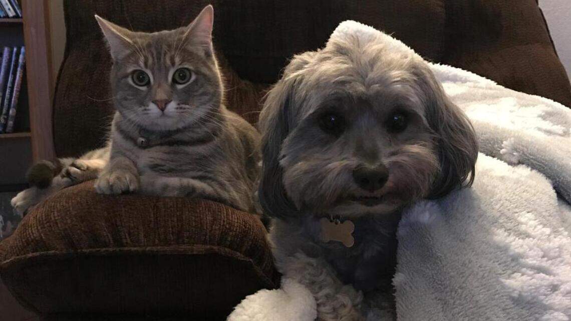 Overstreet, Stormie & Rocky and PJ in Pet Pix!