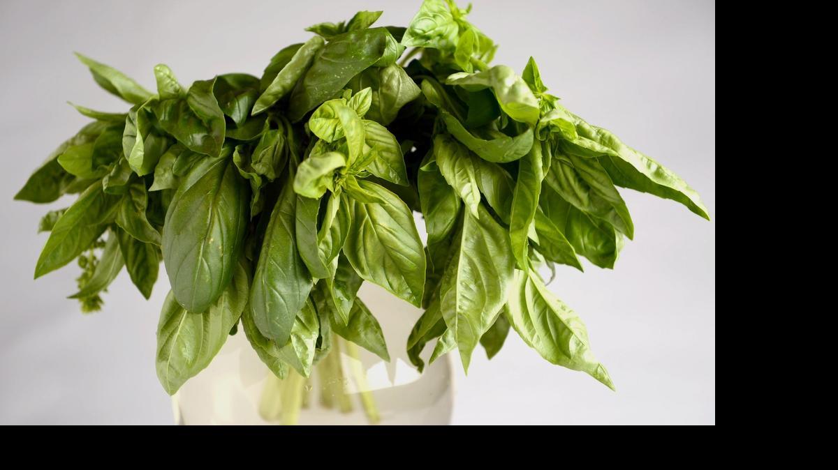 
Basil leaves have less flavor when dried.
