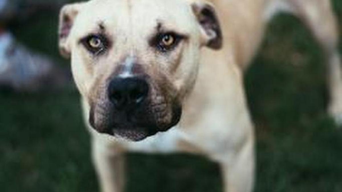 Hero is approximately 2-years-old neutered male. He is available through Fresno Humane Animal Services, 760 W. Nielsen Ave. in Fresno. Pending an approved adoption application, all large-breed dogs are free thanks to a partial grant by Best Friends Animal Sanctuary. Go to www.fresnohumane.org.