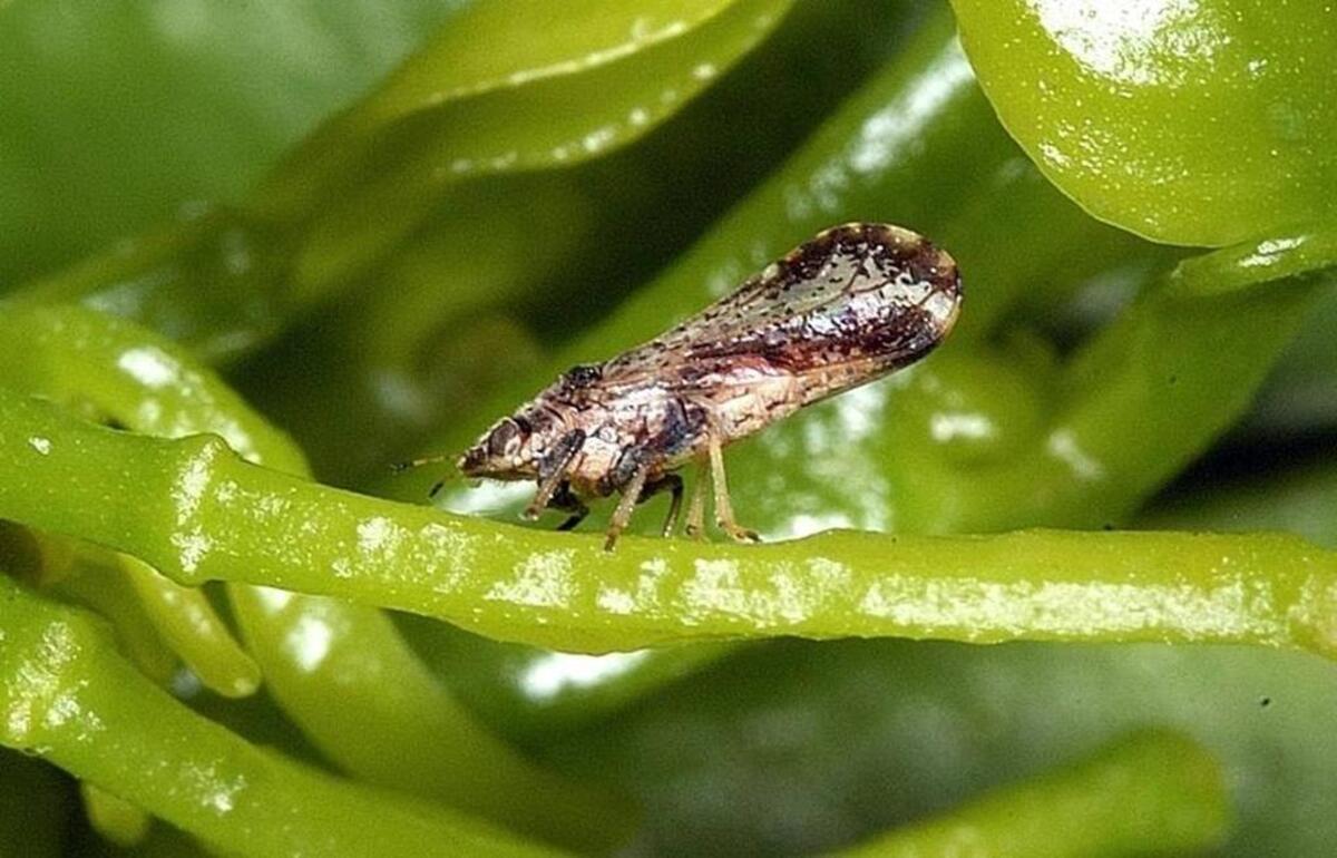 The Asian citrus psyllid is about one-eighth of an inch long and can spread a bacteria that can kill citrus trees.