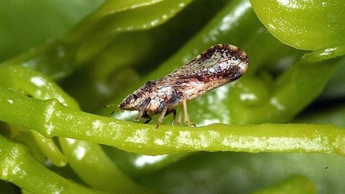 Plant quarantine in place for Sacramento County after Asian citrus pest is seen for first time