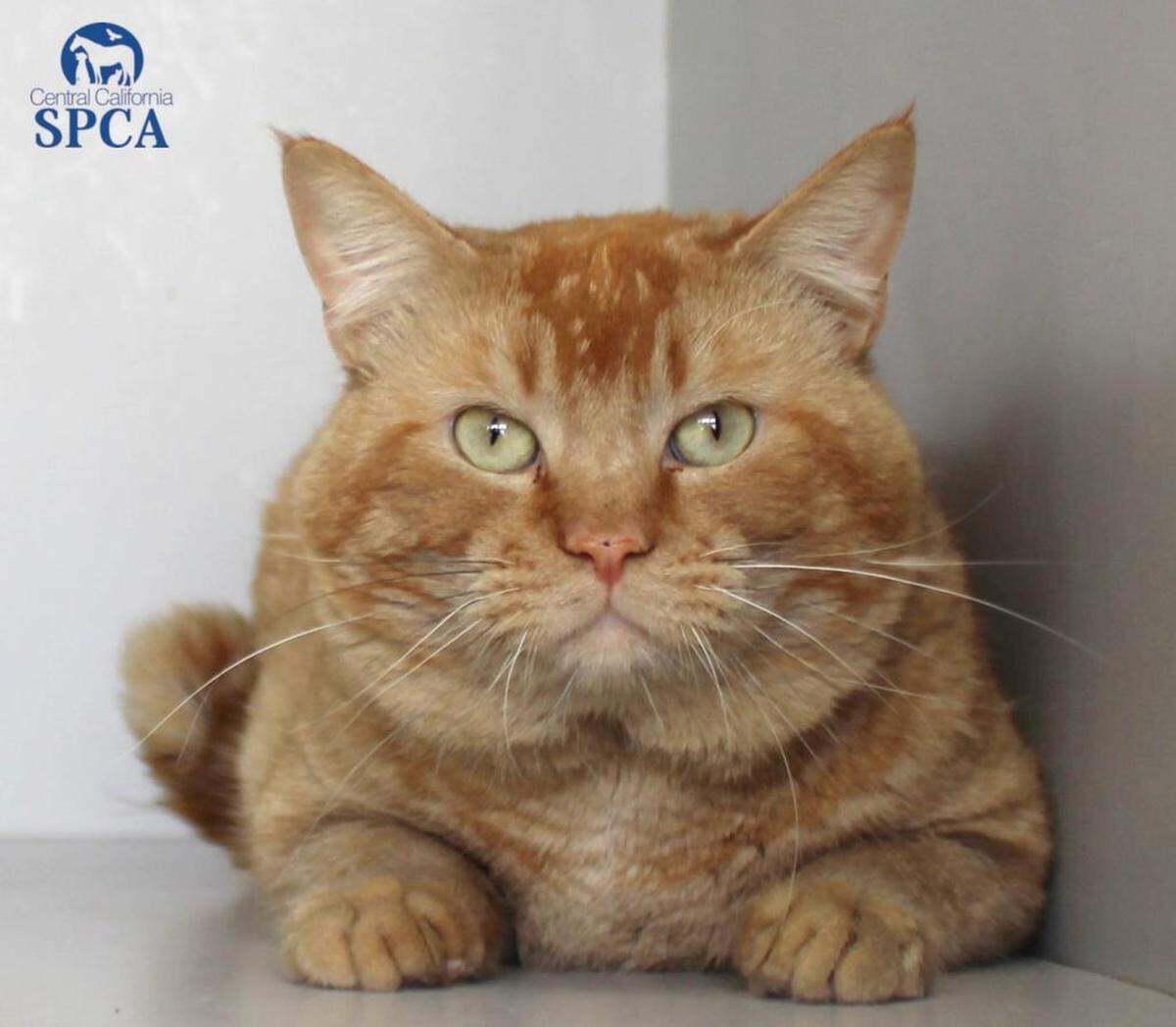 Brodie is a 1-year-old, male, orange and white, Domestic Shorthair. He enjoys lounging around the house and soaking in all the love you have to give. He is available immediately through the CCSPCA Adoption Center, 103 S. Hughes Ave. in Fresno, open 10 a.m.-5 p.m. daily (6 p.m. Wednesdays). Call 559-233-7722, ext. 119, or email adoptions@ccspca.com.