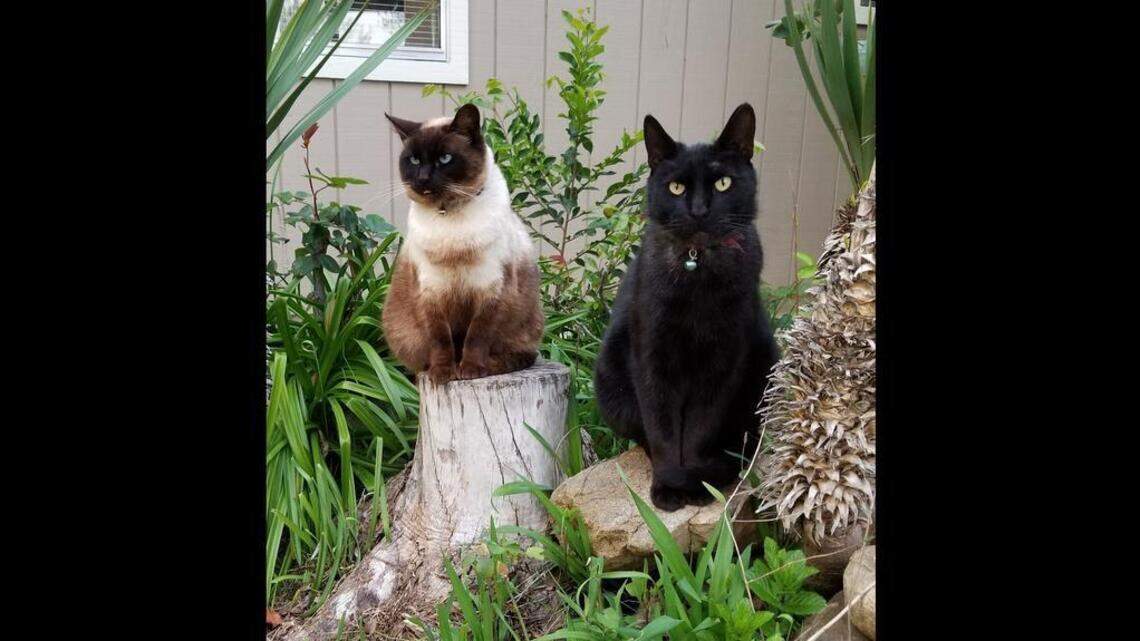 Brownie, Blackie, Lola and Daisy in Pet Pix!