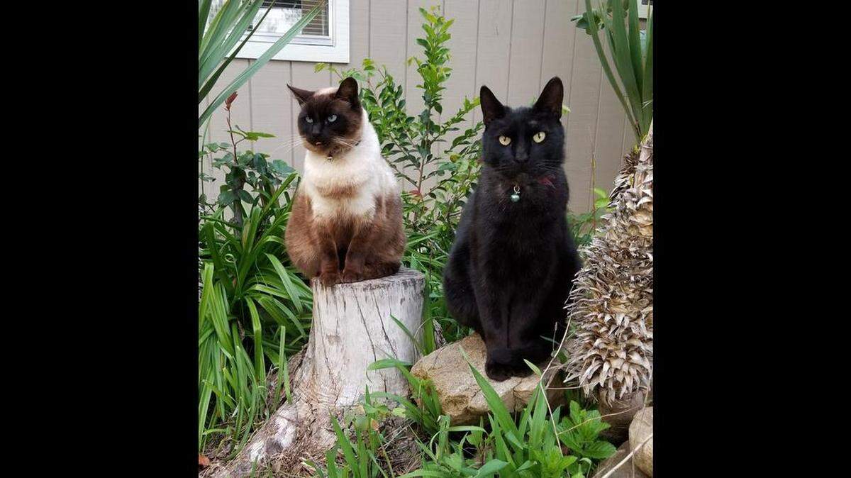 Cats Brownie and Blackie in the yard.