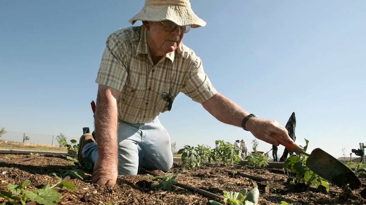 Gordon Mallet works among young squash plants.