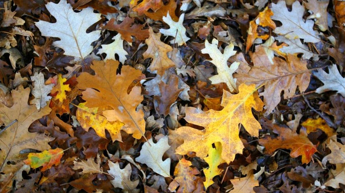 In the fall, gardening expert Elinor Teague recommends that homeowners pick up all fallen leaves regularly to help manage fungal problems.