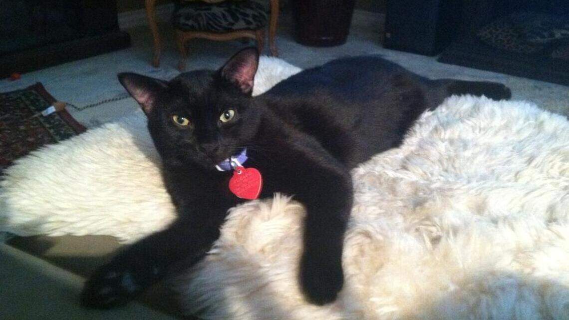 Rufus, Smartina and Smokey in Pet Pix!
