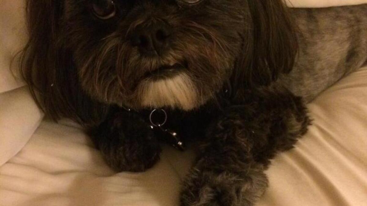 Bella Boo posing for her close-up