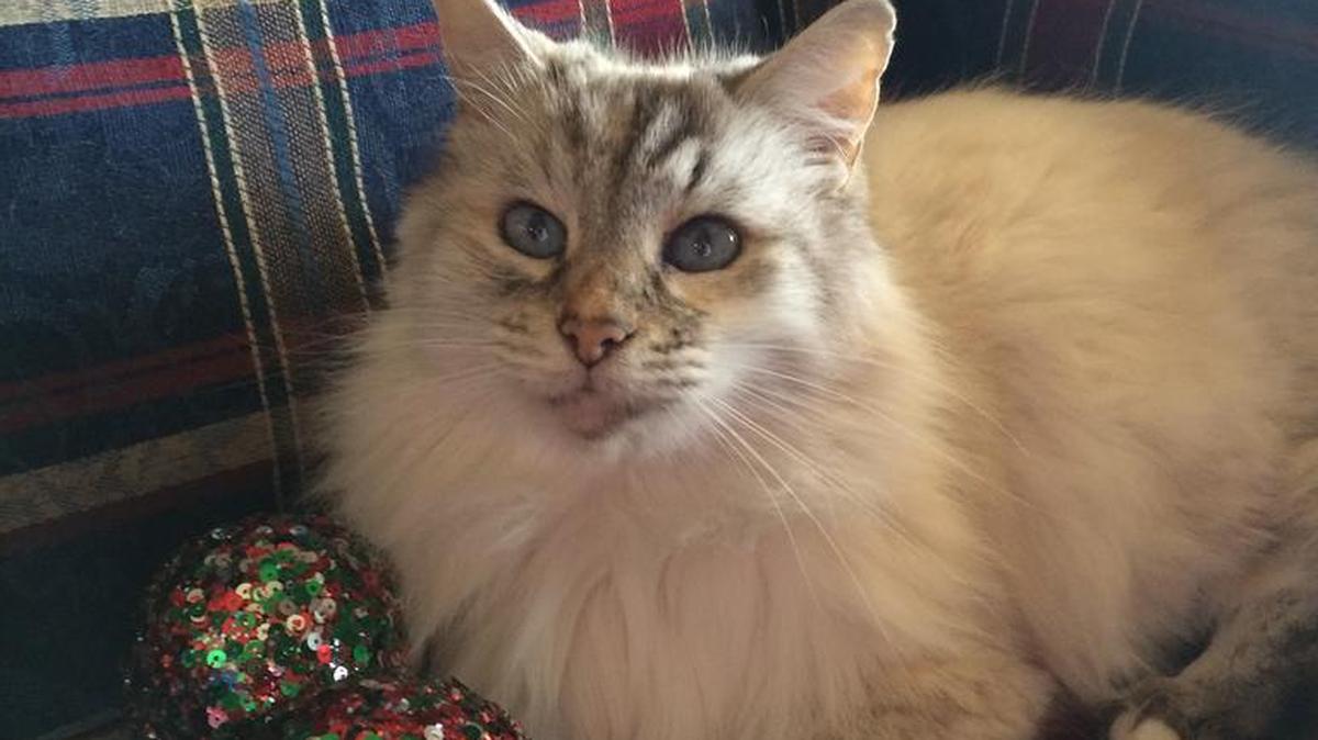 Puff helping take down decorations