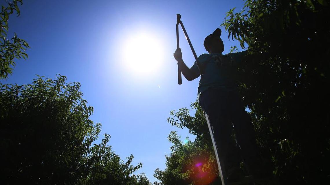 Summer pruning can reduce tree height and overall size making harvesting easier, improve fruit size next year and make dormant season pruning next winter much easier.