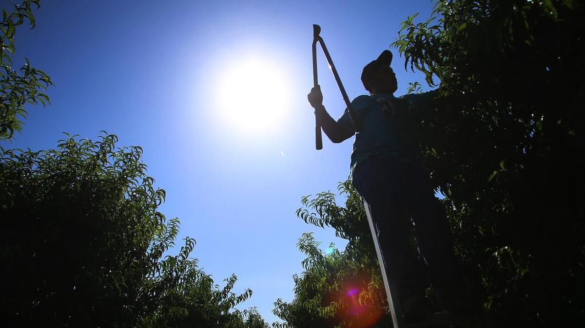 Summer pruning can reduce tree height and overall size making harvesting easier, improve fruit size next year and make dormant season pruning next winter much easier.