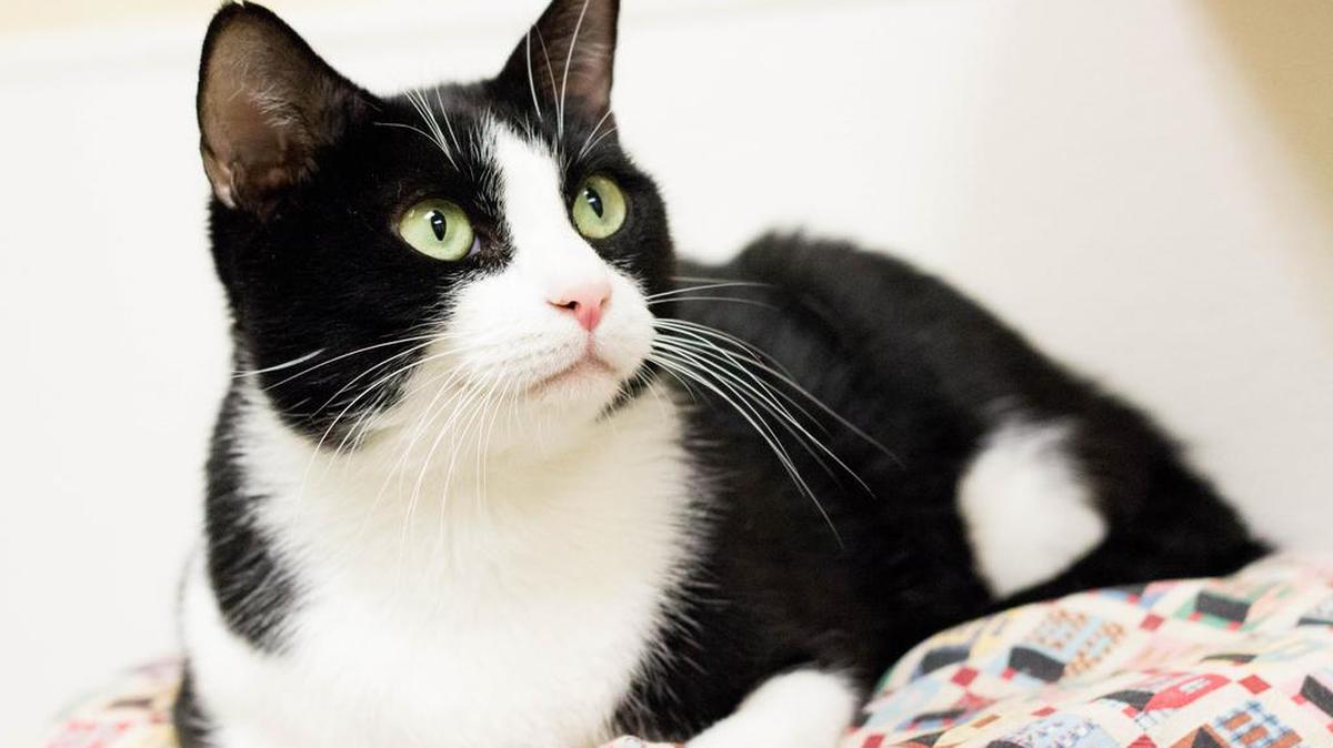 Elly is a 3-year-old, female and is a little territorial around other animals, but is loving and sweet. She is available through the Cat House on the Kings Adoption Center at Petco, 4144 N. Blackstone Ave. in Fresno, open 10 a.m.-5 p.m. daily (6 p.m. Wednesdays). Call 559-222-0228.