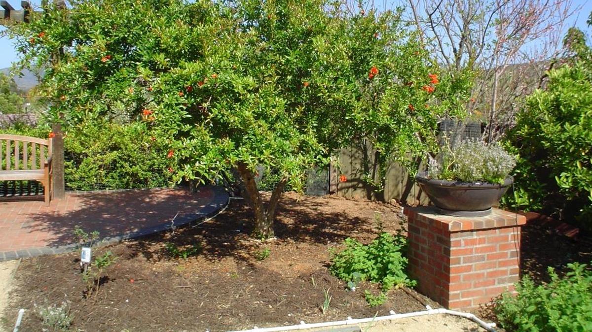 Deeply water existing fruit and nut trees to carry them into fall growth season.