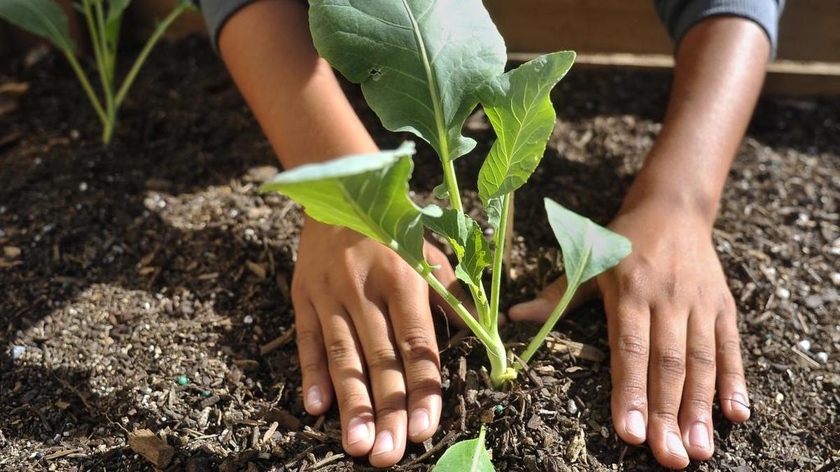 Good soil is vital to the success of any garden.