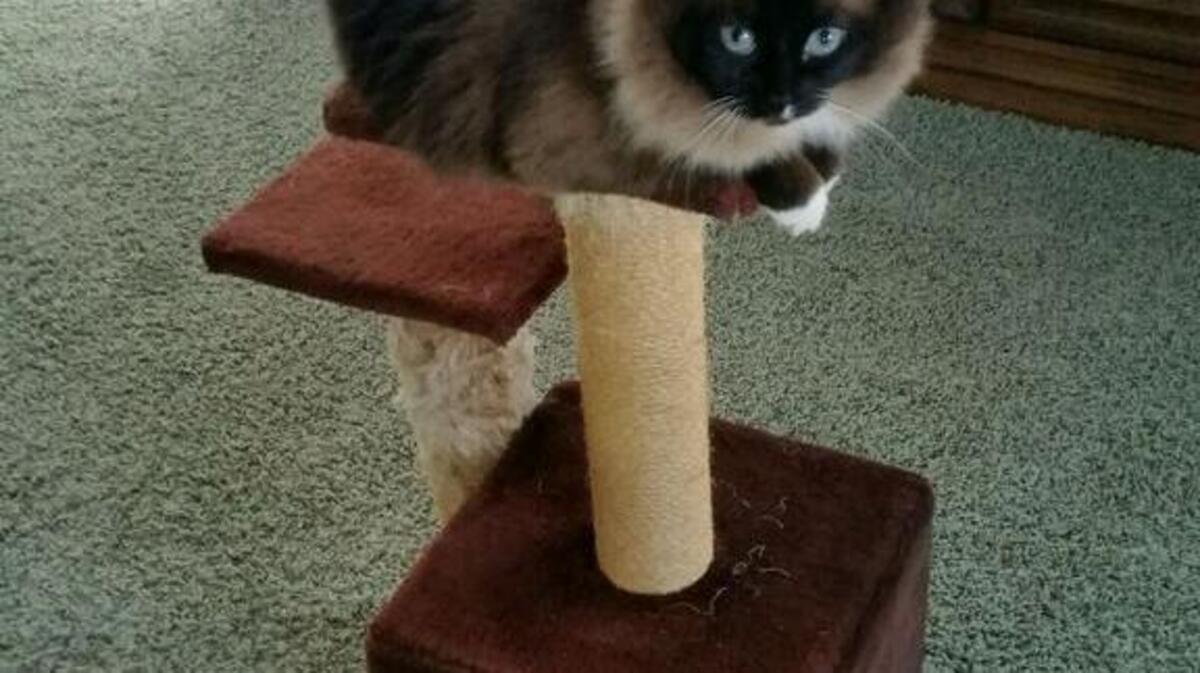 Cloe hanging out on her perch