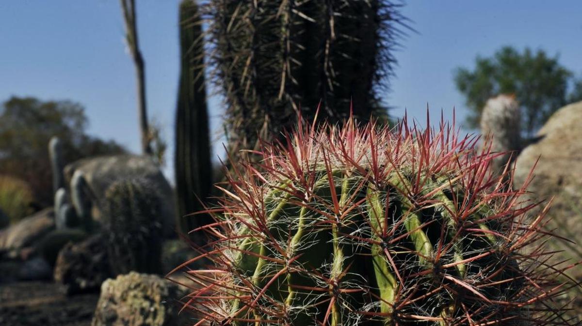 
Cactuses like these in the Clovis Botanical Garden are a water-wise replacement for grass lawns. 
