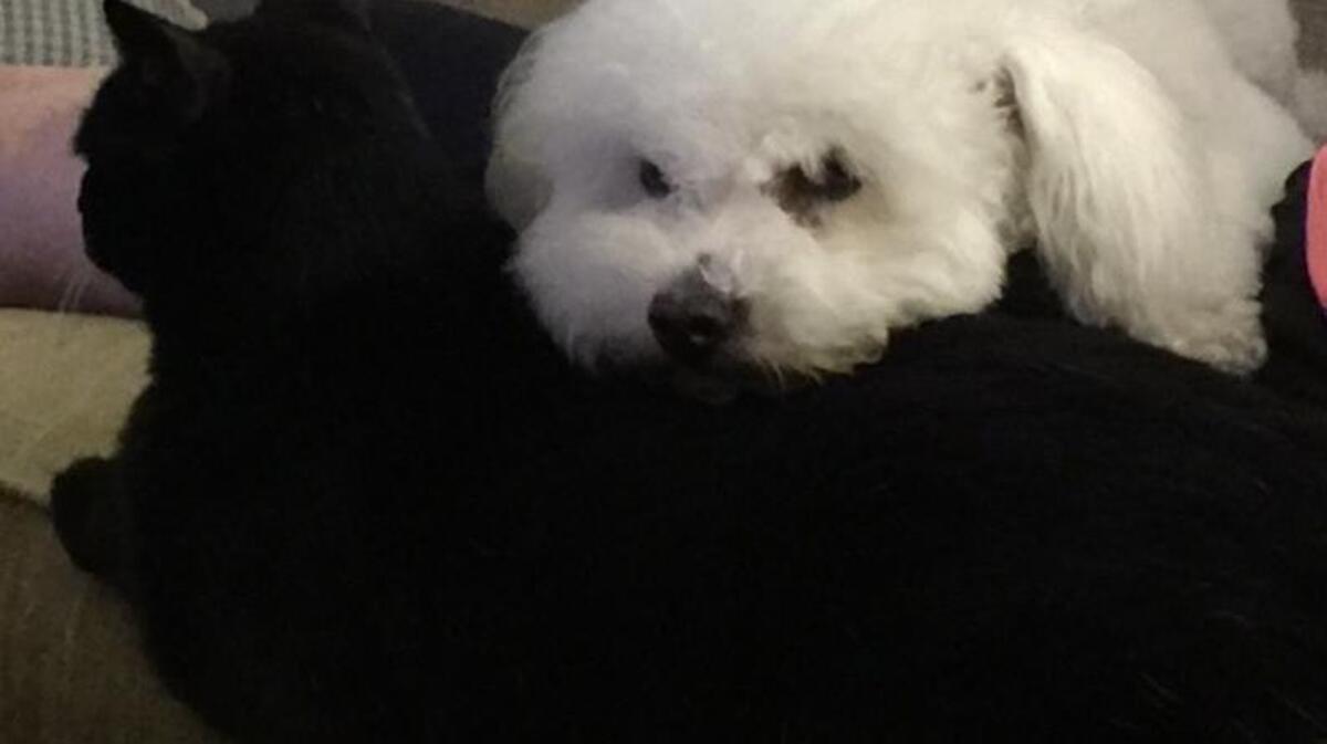 Dazy the dog loves to cuddle with Dixie the cat