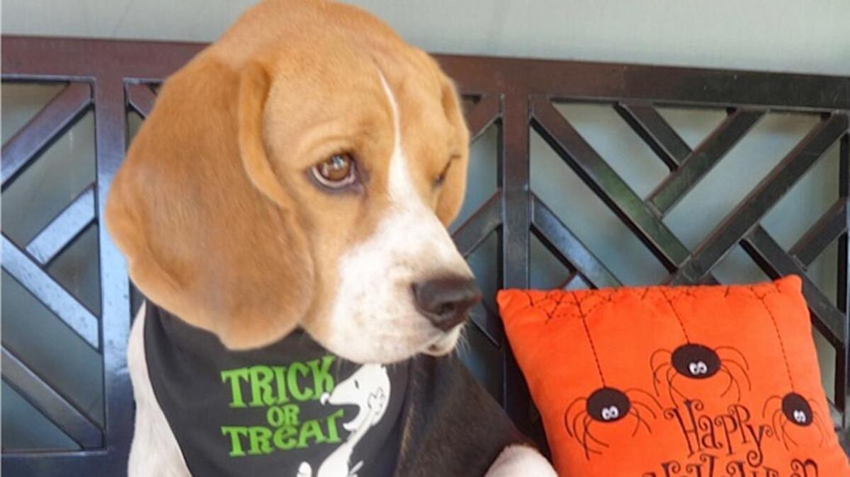 Marlee is ready to go trick or treating