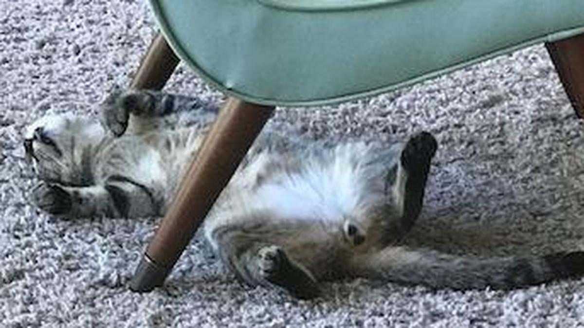 Tobey enjoying his afternoon nap.