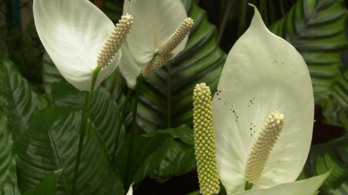 Well-cared-for indoor plants can do more than fill a space. Here’s what to do