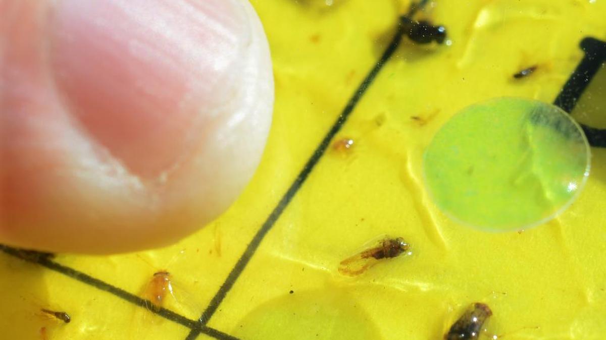 The tiny Asian citrus psyllid, to the lower right of a fingertip for scale, is shown on a insect trap, during a press conference in a citrus grove near Fowler, California.