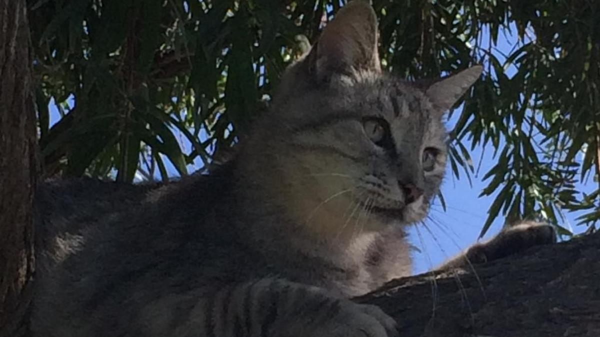 Smokey in his favorite spot in the backyard.