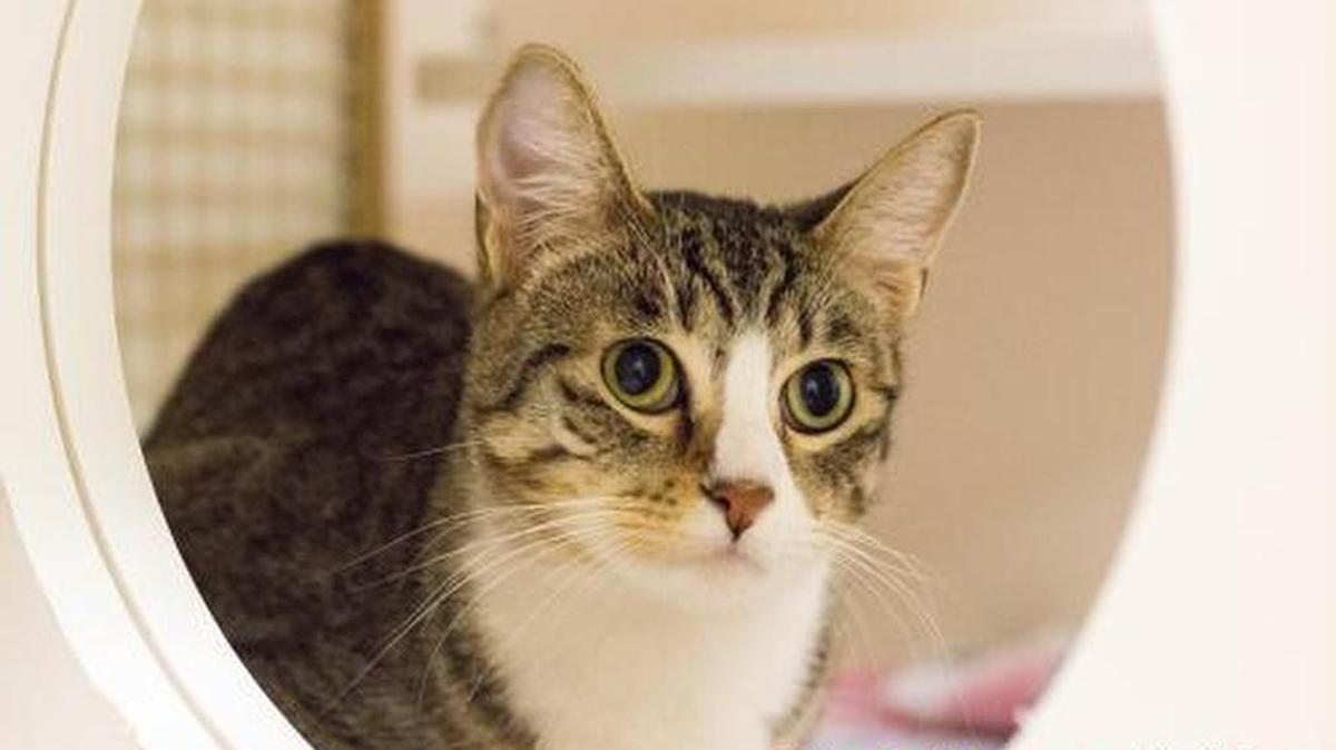 Abigail Tabby Tail is a 1-year-old, female and is an all around great kitty. She is available through the Cat House on the Kings Adoption Center at Petco, 4144 N. Blackstone Ave. in Fresno, open 10 a.m.-5 p.m. daily (6 p.m. Wednesdays). Call 559-222-0228.