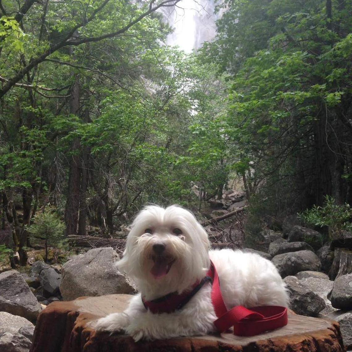 Little on first hiking trip to Yosemite National Park