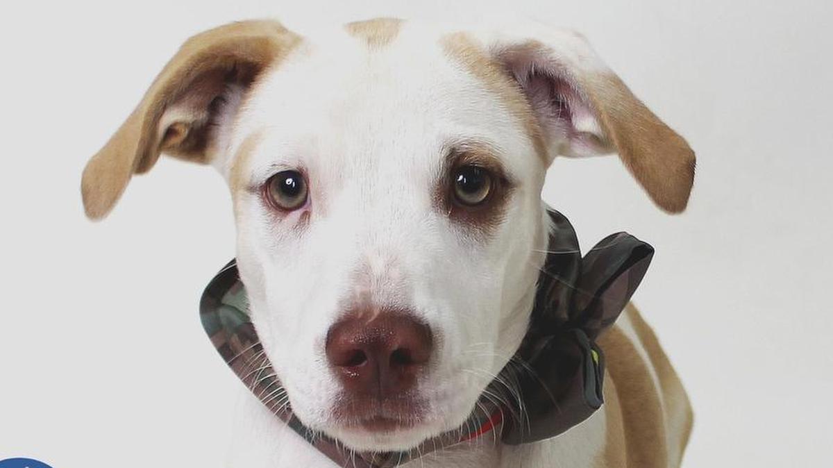 Mickey is a 6-month-old, male, brown and white, Terrier blend and is fun and outgoing. He is available immediately through the CCSPCA Adoption Center, 103 S. Hughes Ave. in Fresno, open 10 a.m.-5 p.m. daily (6 p.m. Wednesdays). Call 559-233-7722, ext. 119, or email adoptions@ccspca.com.