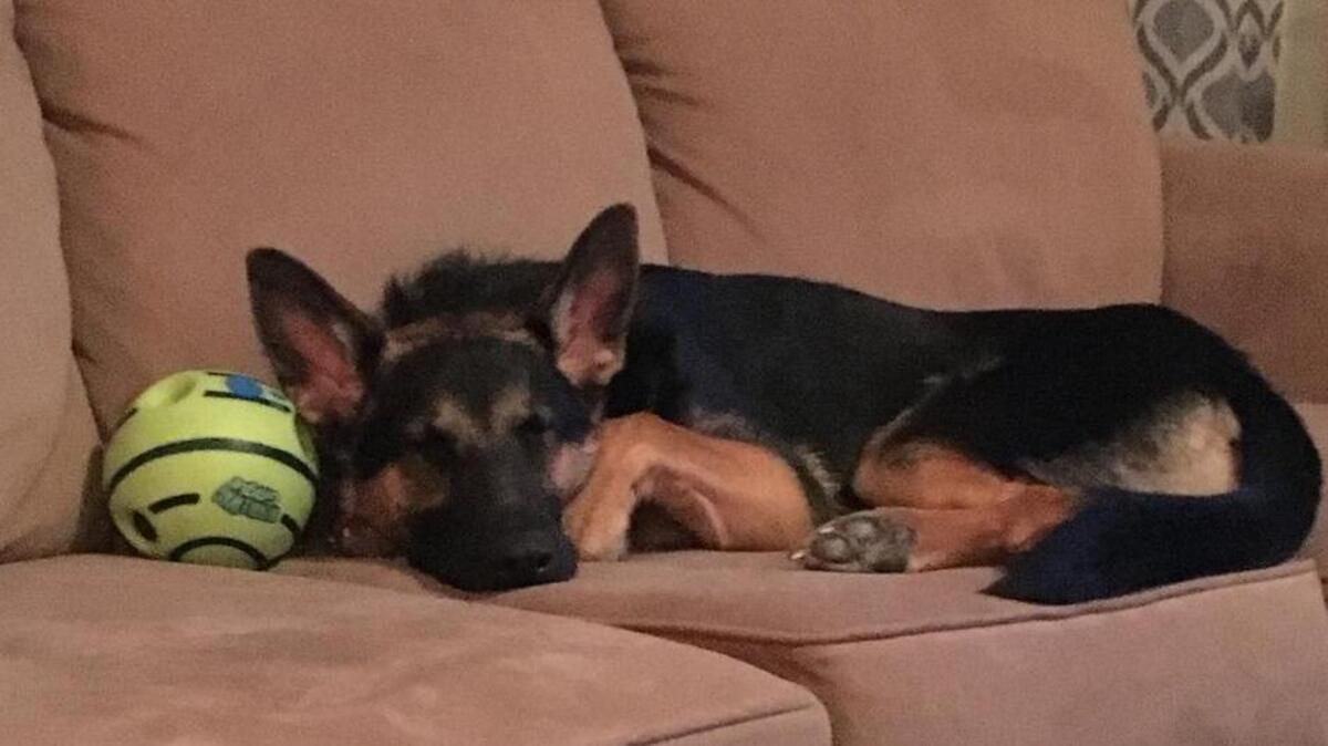 Zeus all tuckered out from playing ball