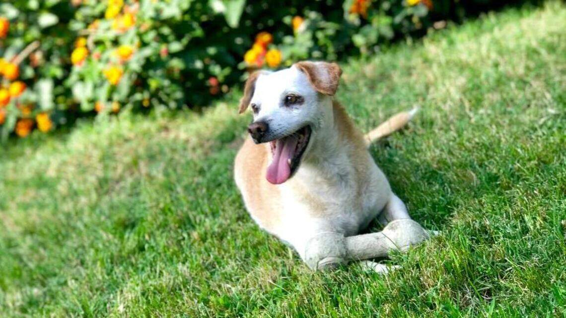 Rex, Amy, Andy and Ms. Abbe in Pet Pix!