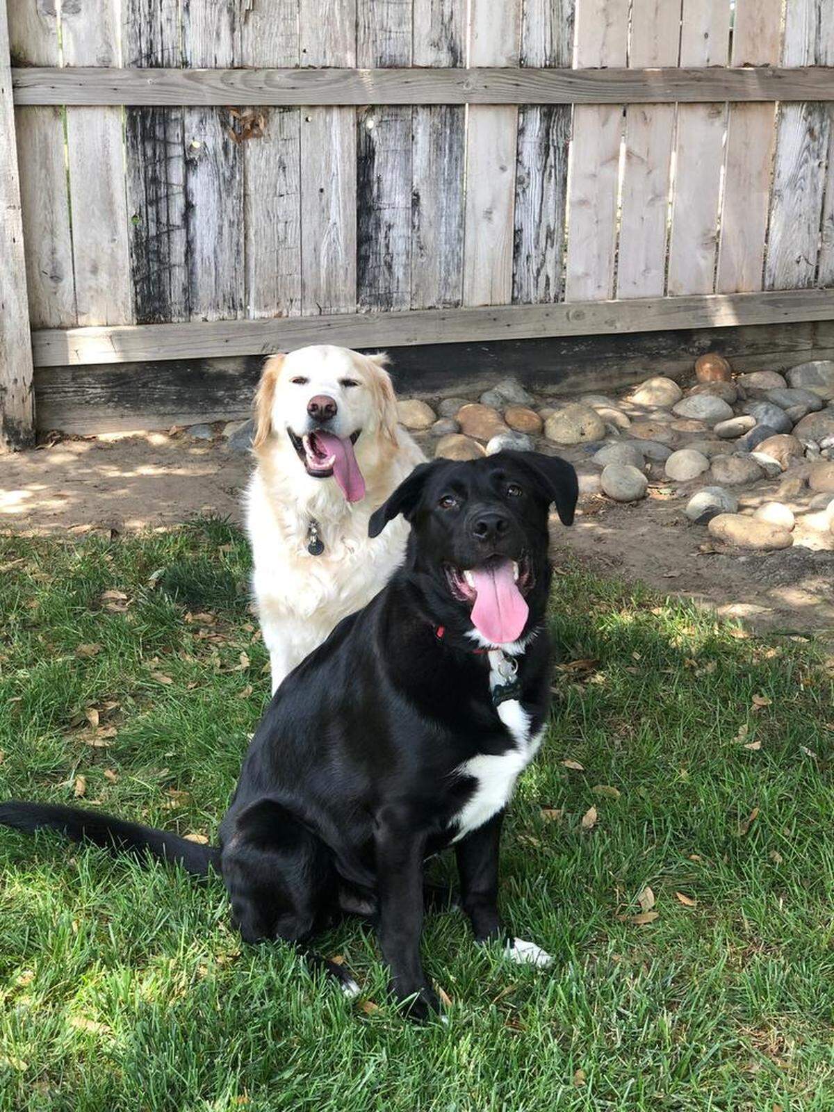 Bella and Beau waiting for the ball to be thrown.