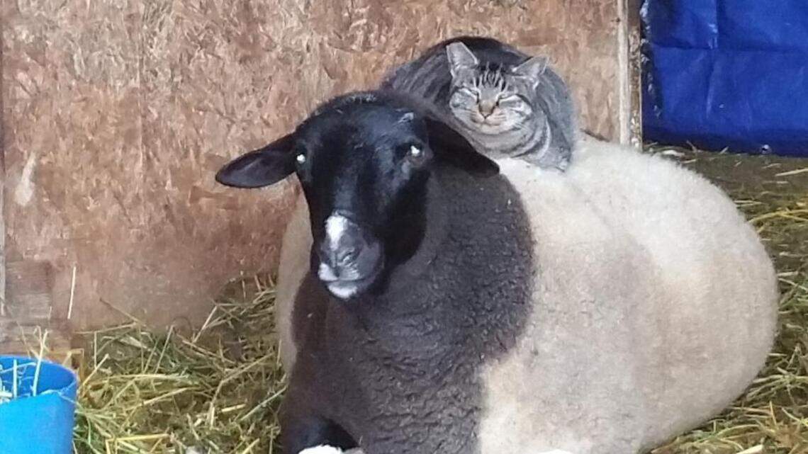 Barney and Patrick, Maxwell and Whitey in Pet Pix!