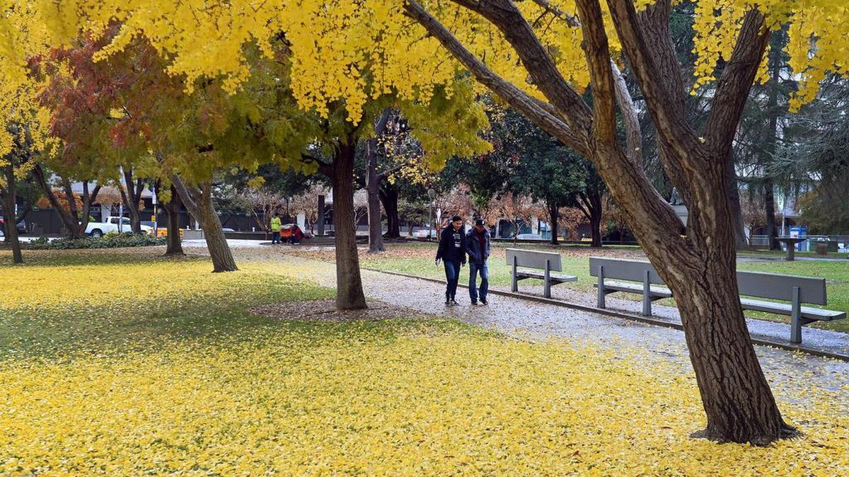 Yellow leaves litter the ground below the ginkgo trees at Courthouse Park in downtown Fresno after a morning rain storm blew through the Valley.
