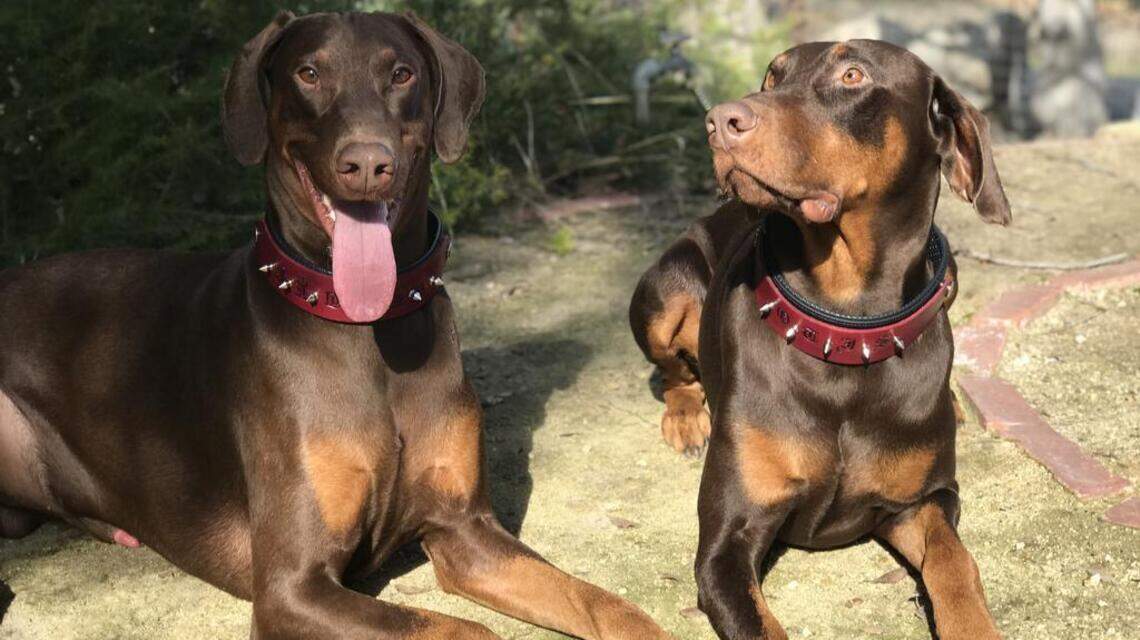 Dexter & Otis, Sofia and Georgia in Pet Pix!
