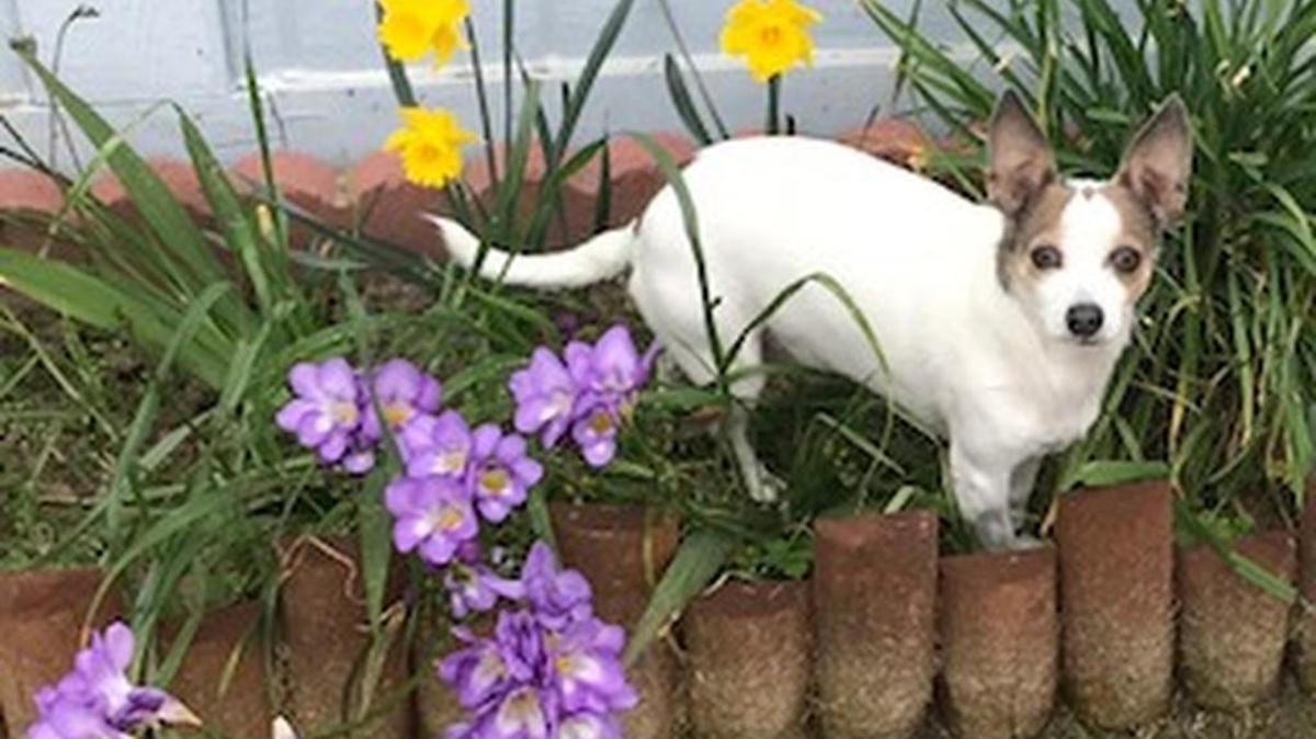 Cheeta enjoying the flowers