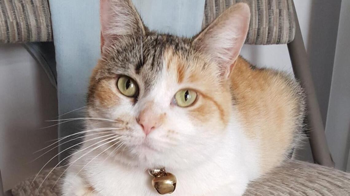 Dewley, Hondi and Phineas in Pet Pix!