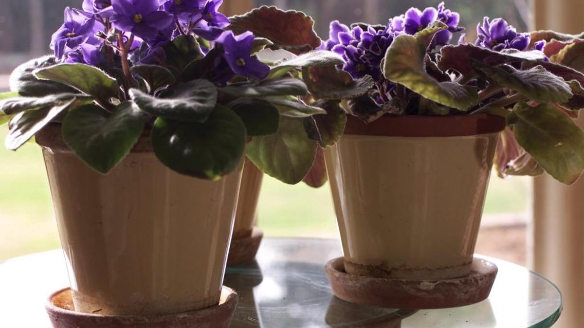 Eleanor Teague offers a few tips for keeping houseplants such as these African violets healthy in winter.