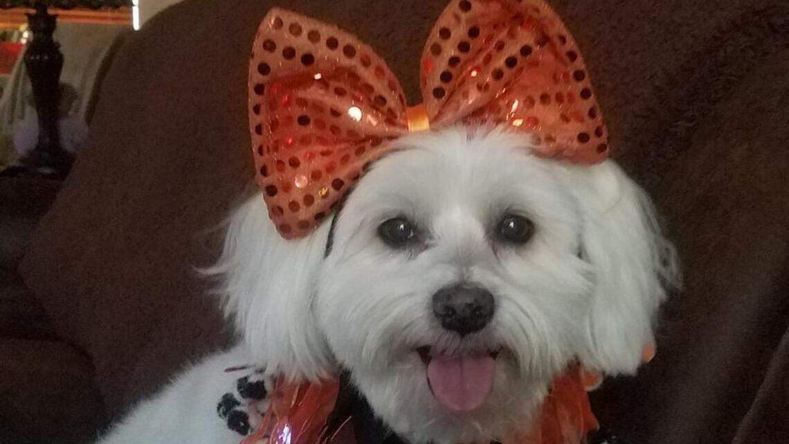 Enjoy these Halloween costumes in Pet Pix!