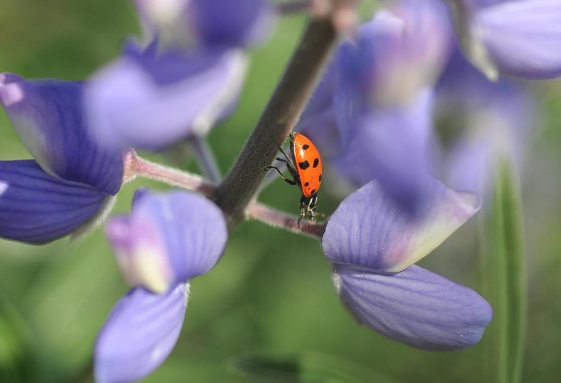 A ladybug walks the stems of a lupine at the Clovis Botanical Garden.