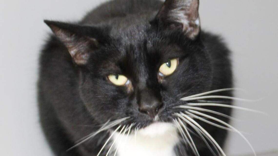 Beverly, Marlene, Mario and Whiskers are looking for new homes!