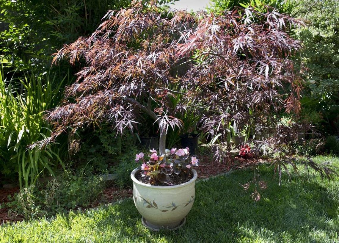 Pots restrict Japanese maple root growth which helps maintain a manageable size-just like bonsai plants.