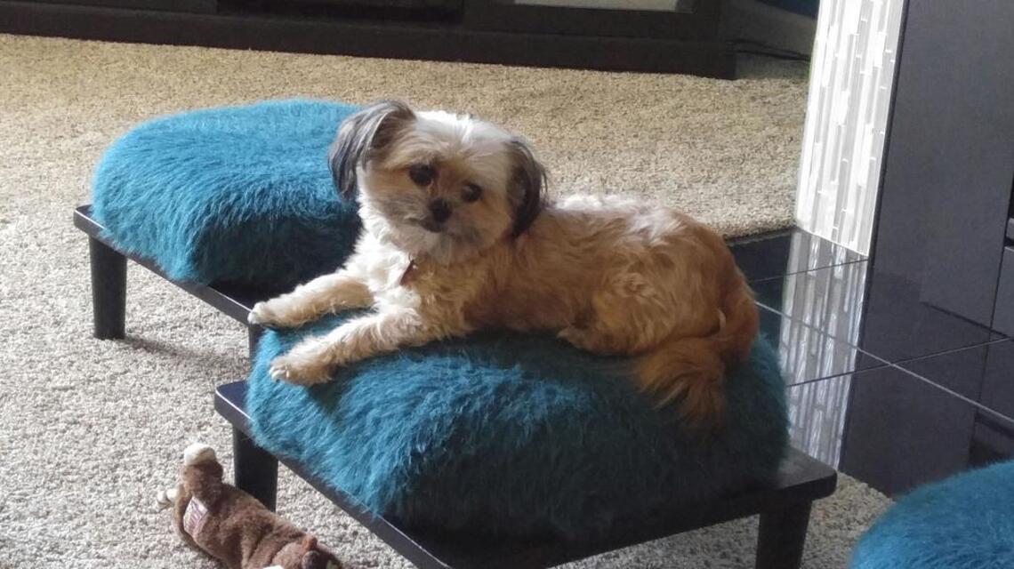 Bandit, LolaJane and Nancy in Pet Pix!