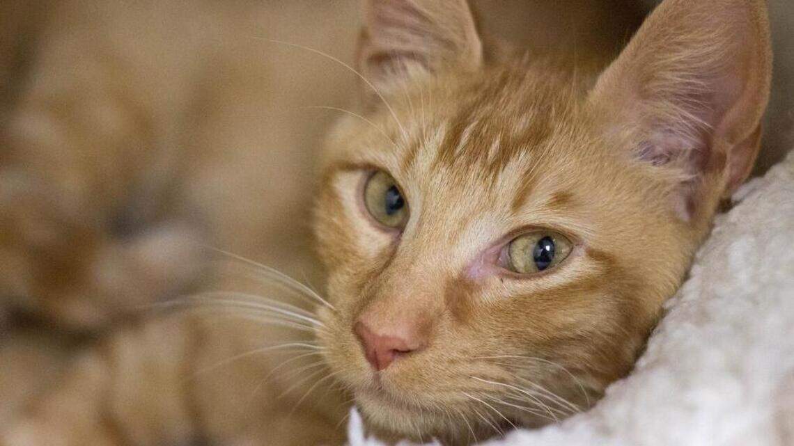 Alex, Brogan, Snickers and Spud are looking for new homes!