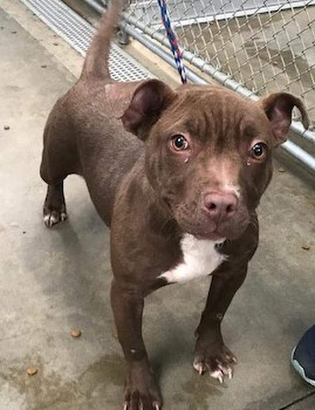Gracie is approximately 6-month-old, female, Terrier Pitbull mix, she is ready to become a member of someone’s family. He is available at Second Chance Animal Shelter in Selma., 2831 W. Front St. 559-896-7227; SCAS.Selma@gmail.com or www.2ndchanceanimalshelter.org.