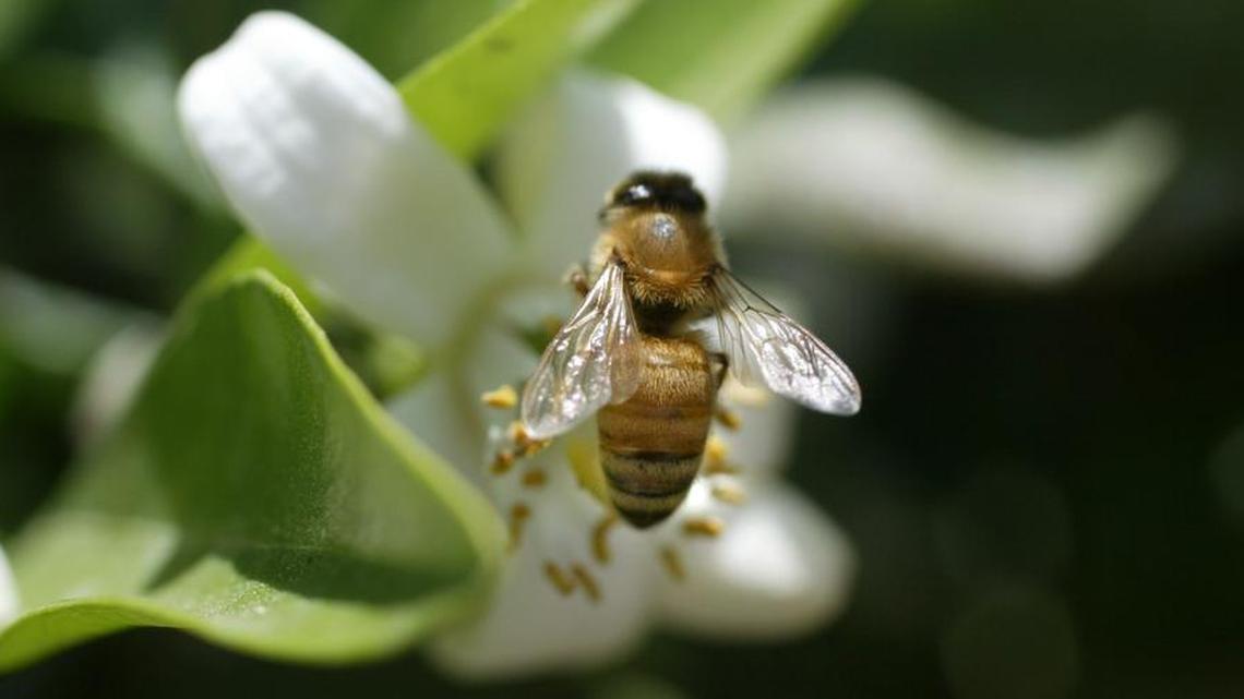 A honey bee searches for nectar in an orange orchard.