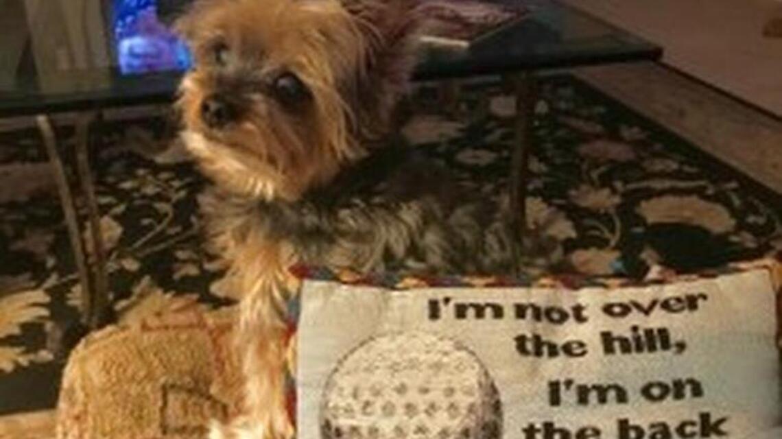 Mr. Wiggles, Shadow and Thomas in Pet Pix!