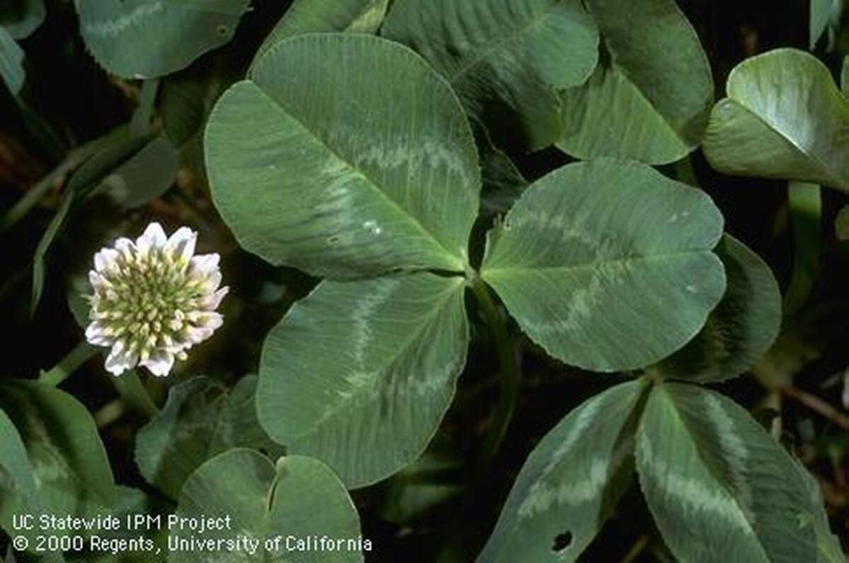 White clover