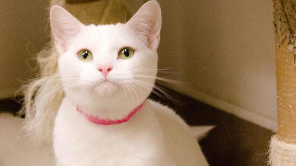 Amy, Byron, Chico and Luna are looking for new homes!