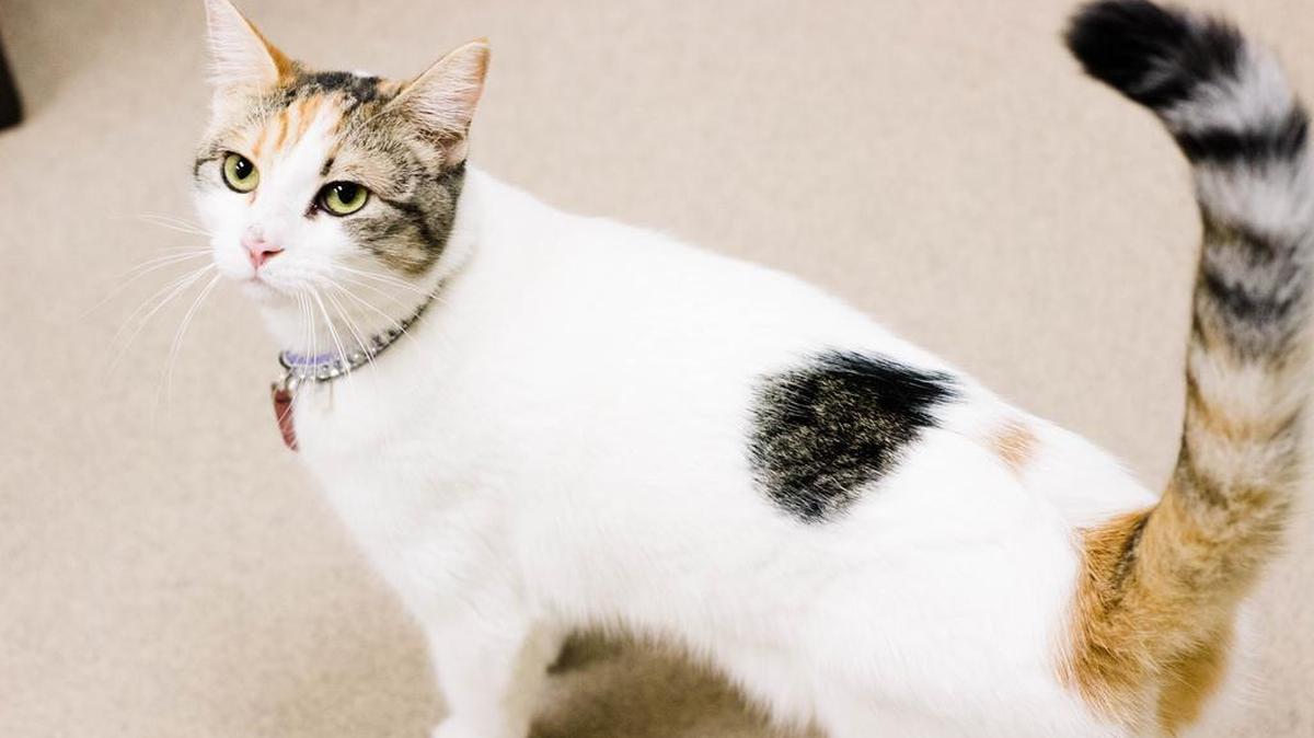 Janet is a 1-year-old, female Calico. She is a diva and likes to be center of attention. She is available through the Cat House on the Kings Adoption Center at Petco, 4144 N. Blackstone Ave. in Fresno, open 10 a.m.-5 p.m. daily (6 p.m. Wednesdays). Call 559-222-0228.